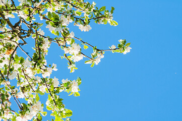 Spring background, branch with white blooming apple flowers on the background of blue sky in sunny weather, soft focus processing