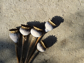 Bloomed poppy flower in natural conditions, harvesting in the field, head close-up