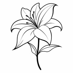 vector illustration of lily flower