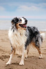 Australian Shepherd am Strand 