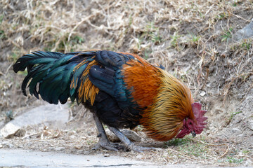 rooster