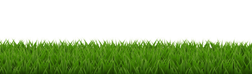 Spring Grass And White Background