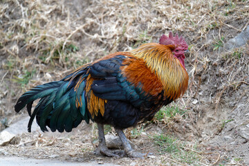 rooster