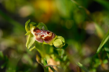 Unique flower blooms in vivid green surroundings during a sunny spring afternoon