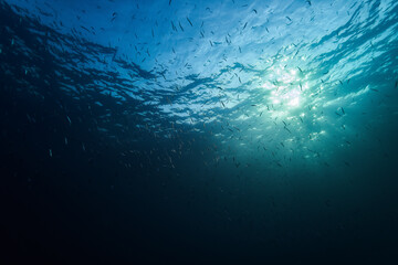 underwater scene with rays