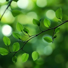 Fototapete Krankenhaus soothing green plants, background bokeh  © Robert
