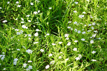 Obraz premium White Wildflowers in Green Grass with sunbeams