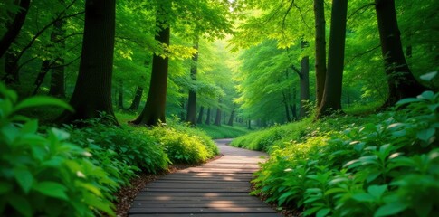 Fototapeta premium Lush greenery surrounds a winding wooden pathway, foliage, forest floor