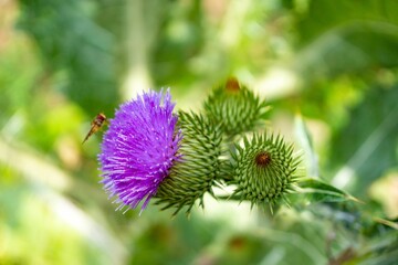 Closeup shot of a fly perched on a purple thistle flower in a blurred background in daylight