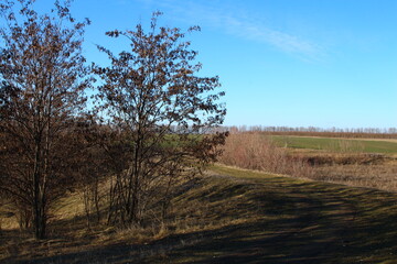 A field with trees and a building in the background
