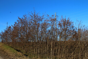 A field with trees and a house