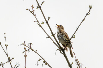 Singdrossel sitzt auf einem Ast und singt
