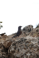 The alpine accentor on the pick Puig Campana, Finestrat, Spain  