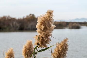 Close-up of a inflorescence of Common reed, Phragmites australis, near a wetland, with soft brown...