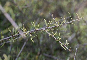 Close-up of leaves and branches of Black hawthorn, Rhamnus lycioides. It is found in the Mediterranean region, in southern Europe and northern Africa. Photo taken in Santa Pola, Alicante, Spain