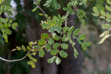 Leaves and branches of Carob tree, Ceratonia siliqua. It is native of the Mediterranean Region and it is widely cultivated for its edible pods, and as an ornamental tree in garden. 