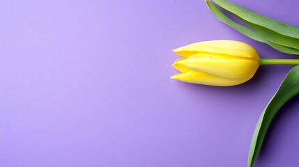 Yellow Tulip Flower on a Soft Purple Background Displaying Freshness and Elegance