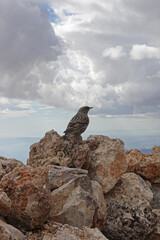 The alpine accentor on the pick Puig Campana, Finestrat, Spain  
