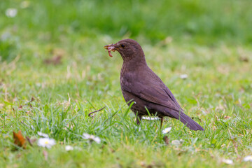 Amselweibchen mit Wurm