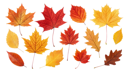 Autumn Leaves Collection 12 Red and Orange Maple Leaves Isolated on Transparent Background, Fall Foliage, PNG, maple leaf, autumn, foliage