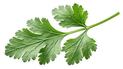 Cilantro Sprig High-Resolution Image, Isolated on Transparent Background, Fresh Herb, Culinary Photography, cilantro, herb, food photography