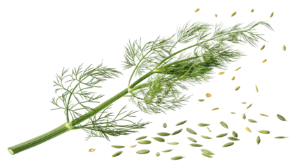 Dill Sprig with Seeds, Isolated on Transparent Background, Herb, Culinary, Green, , Dill, Herb, Spice