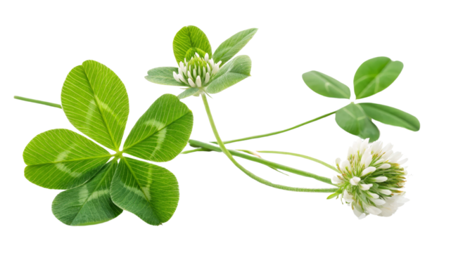 Four-Leaf Clover with Flowers, Isolated on Transparent Background, High-Resolution Image, Botanical Illustration, Clover, St. Patrick's Day, Botany