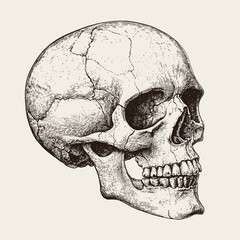 Human skull vector hand drawn illustration in a vintage retro etched or engraved style.