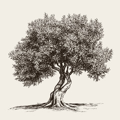 Detailed olive tree hand drawn black and white vector illustration.