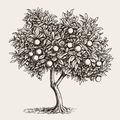 Hand drawn orange tree sketch vector illustration