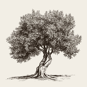 Detailed olive tree hand drawn black and white vector illustration.
