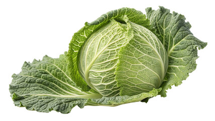 Fototapeta premium Savoy Cabbage, Single Whole Head, Isolated on Transparent Background, Fresh Vegetable, Green, cabbage, savoy, vegetable
