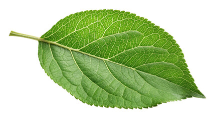 Fototapeta premium Single Green Leaf, Isolated on Transparent Background High-Resolution Photo, Nature, Botany, Leaf, Nature, Plant