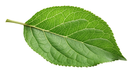 Single Green Leaf, Isolated on Transparent Background High-Resolution Photo, Nature, Botany, Leaf, Nature, Plant