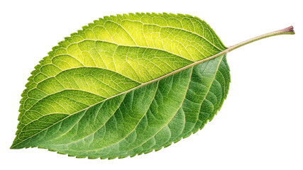 Obraz premium Single Green Leaf, High-Resolution, Nature Photography, Isolated on Transparent Background, Leaf Texture, Botany, Leaf, Nature, Botany
