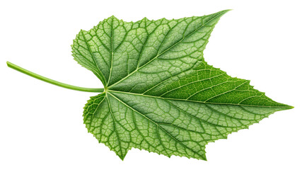 Fototapeta premium Single Green Leaf, Isolated on Transparent Background High-Resolution Photography, Botanical Illustration, Nature, Leaf, Plant, Nature