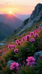 Obraz premium Pink heather blooms in a rocky alpine meadow at sunset, landscape, wildflowers