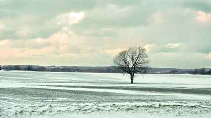 Naked Tree in the Snow