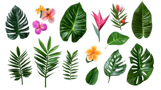 tropical leaves and flowers isolated on white