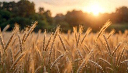 Ripe Wheat Field at Sunset with Trees