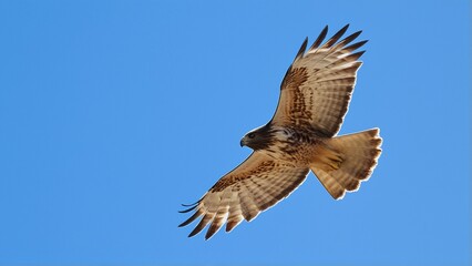 Obraz premium A hawk soars against a clear blue sky, displaying intricate feather patterns and sharp talons.