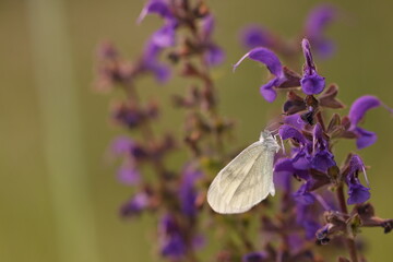 una farfalla cavolaia al tramonto