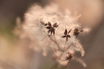 pianta di vitalba con semi in inverno al tramonto