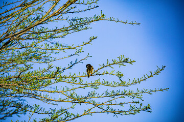 bird on a branch