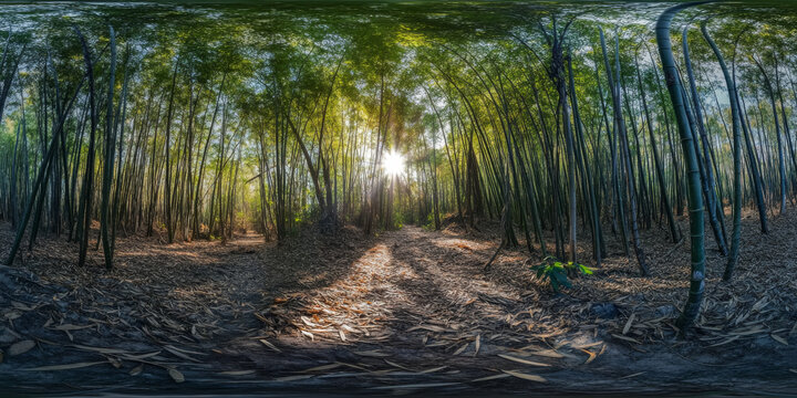 HDRI dense bamboo forest