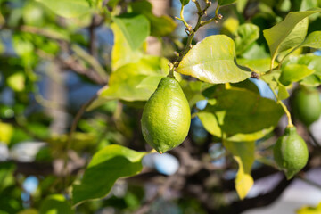 green-yellow lemon on a branch in the garden on a sunny day.
