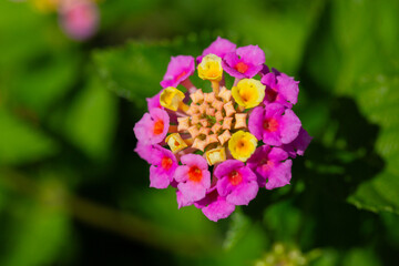 Lantana camara (common lantana) flowers close-up