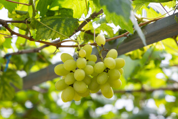 Bunch of grapes on a vine in the vineyard.