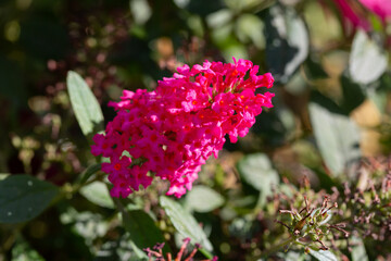 Fototapeta premium Beautiful purple flowers Buddleja davidii, close-up. summer lilac, butterfly-bush.