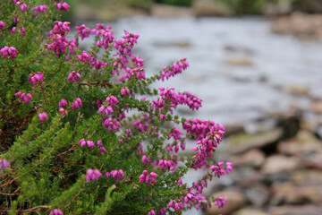 close up of Irish heather, an evergreen shrub, pink in colour on green leaves, with water blurred in the background.
